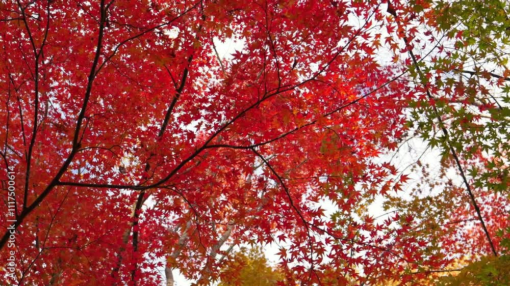 Sunset, beautiful red-colored maple leaves, beautiful scenery of Japanese autumn. Sunset, beautiful red-colored maple leaves, beautiful scenery of Japanese autumn.