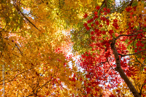 紅葉した森