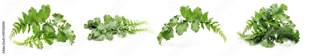 White radish leaves on white background 