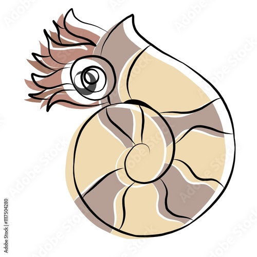 Sea shells, sea shells picture , animal, beautiful images used in general work.