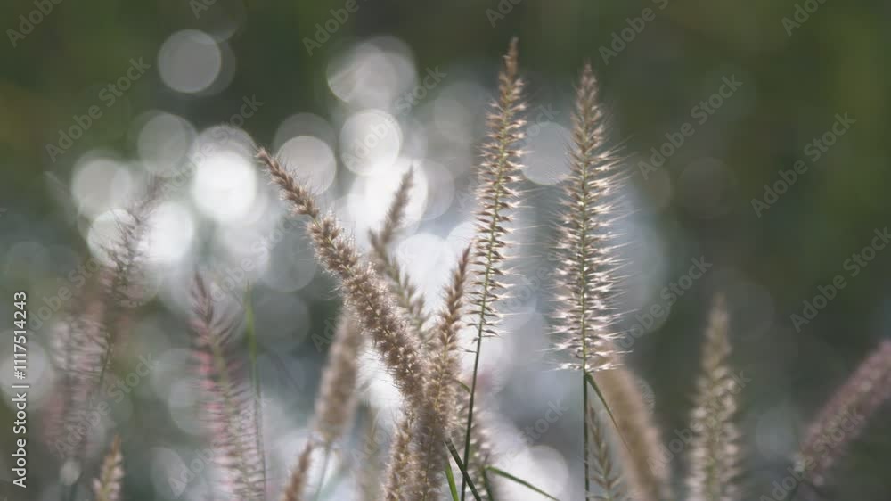 Delicate Grass Blades with Soft Bokeh Background in Natural Light Delicate Grass Blades with Soft Bokeh Background in Natural Light