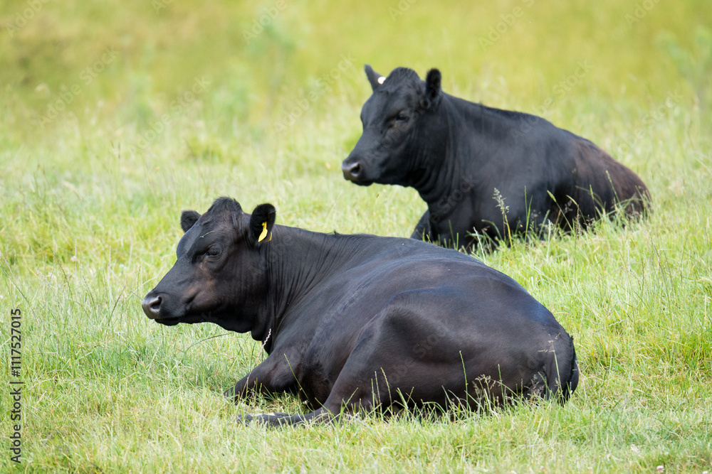 black angus cattle resting in green grassy field black angus cattle resting in green grassy field