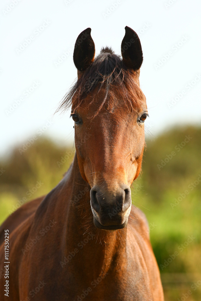 Close-up of a beautiful purebred horse outdoors grazing grass Close-up of a beautiful purebred horse outdoors grazing grass