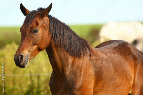 Close-up of a beautiful purebred horse outdoors grazing grass