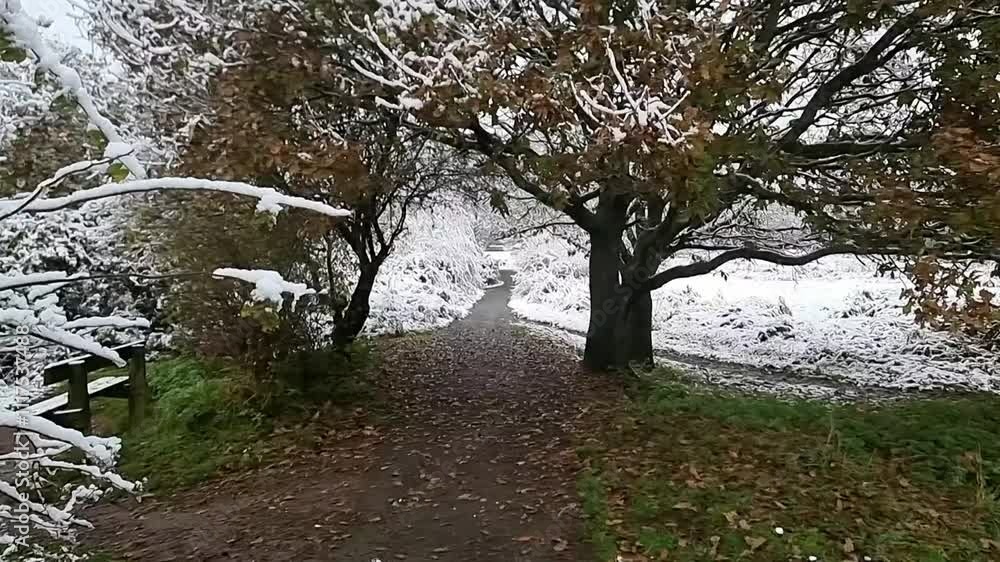 Snowy Path Through Autumn Trees, Serene Winter Landscape Snowy Path Through Autumn Trees, Serene Winter Landscape