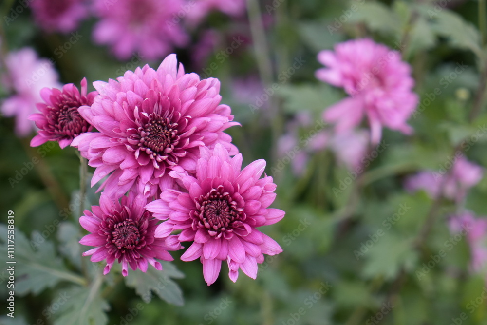 close up of a pink dahlia close up of a pink dahlia