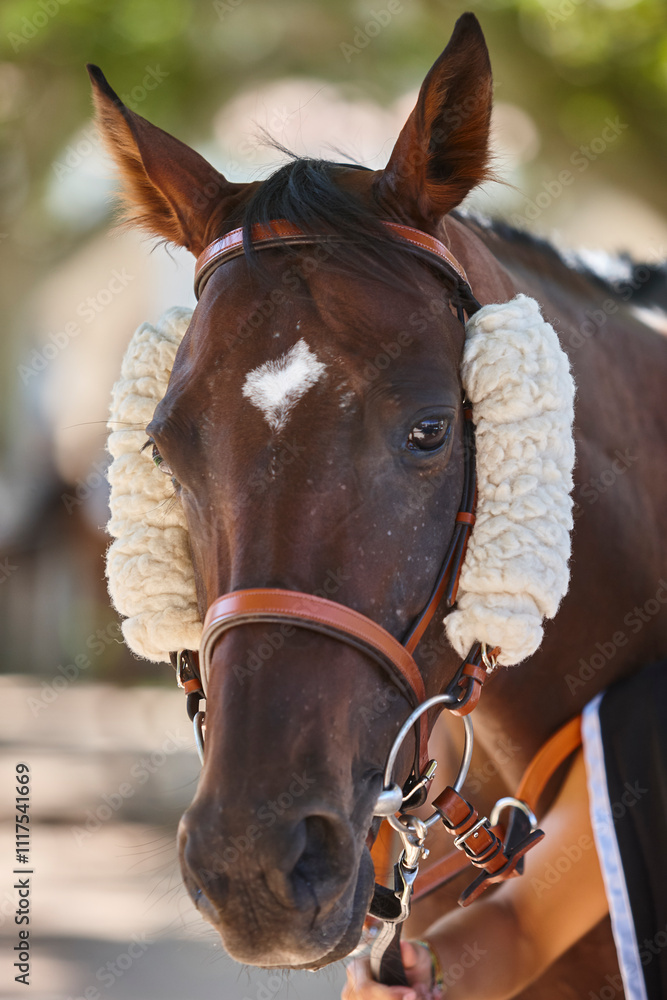 Race horse head detail. Purebred in the hippodrome. Turf
