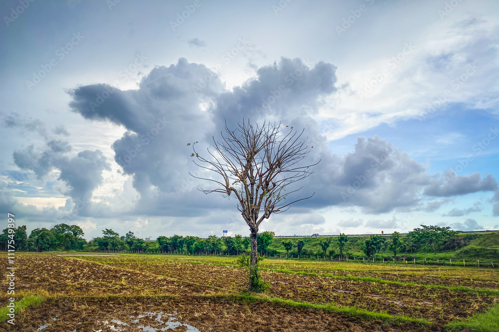 Obraz premium dry trees in the middle of rice fields with beautiful clouds in the background