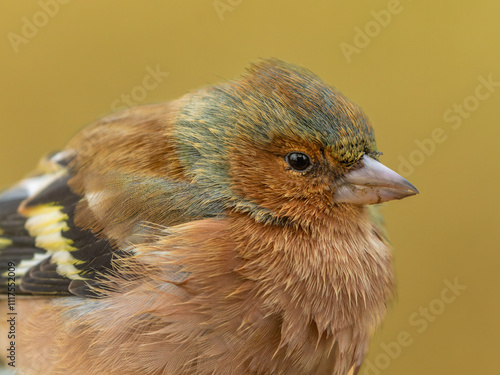 Close-up of an older chaffinch. His plumage is ruffled and fluffed up.