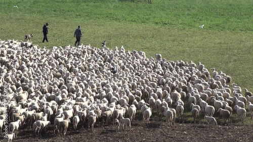Flock of sheep on the move following two shepherds