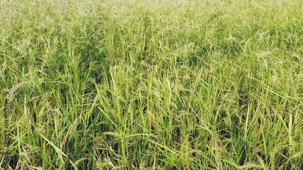 Rice ears swaying in wind, paddy field, rural farming, static shot, agriculture. Rice ears swaying in wind, paddy field, rural farming, static shot, agriculture.