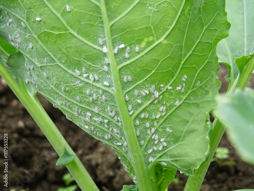 Pests of plants, whitefly on cabbage in the field