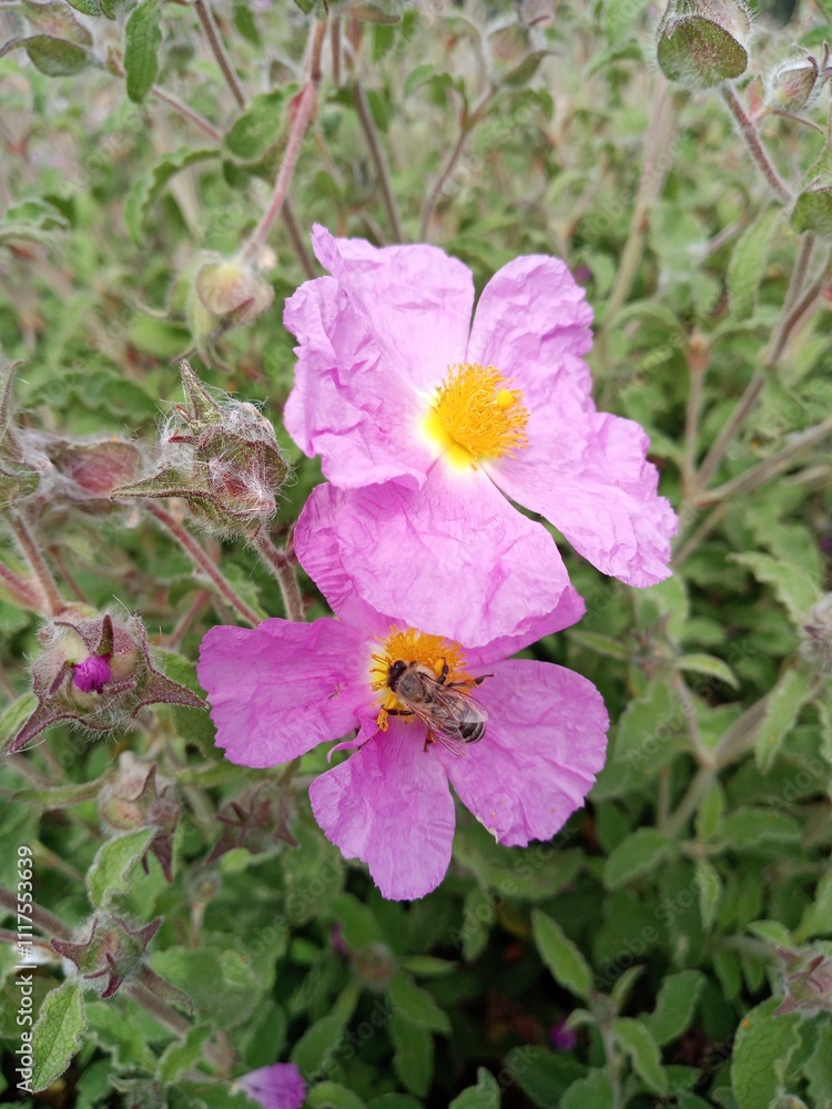 Obraz premium Blume