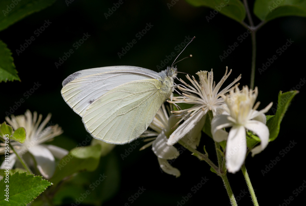 The white butterfly (Pieris brassicae) close-up The white butterfly (Pieris brassicae) close-up