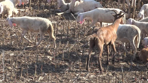 Goat guarding a flock of sheep