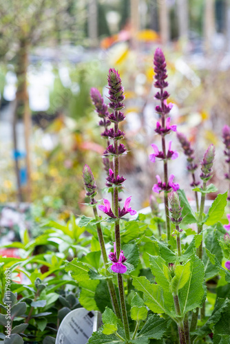 Serre fleurs et plantes entreprise fleuriste maraicher 