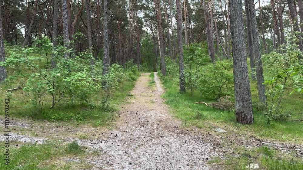 Forest path in spring with fresh green plants 4k Forest path in spring with fresh green plants 4k
