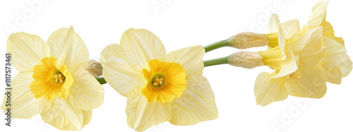 Elegant yellow daffodils in full bloom