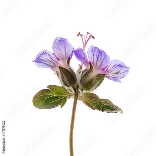 Dittany of Crete Flower isolated on white background. photo