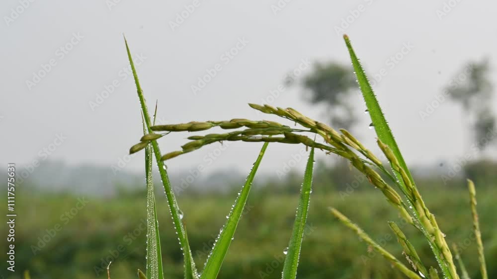 Ears of rice with green blurred background.
Golden ear of paddy rice. Closeup the bunch ripe golden green paddy grain growing with plant. Rice field in India. Rice or paddy farming. Ears of rice with green blurred background.
Golden ear of paddy rice. Closeup the bunch ripe golden green paddy grain growing with plant. Rice field in India. Rice or paddy farming.