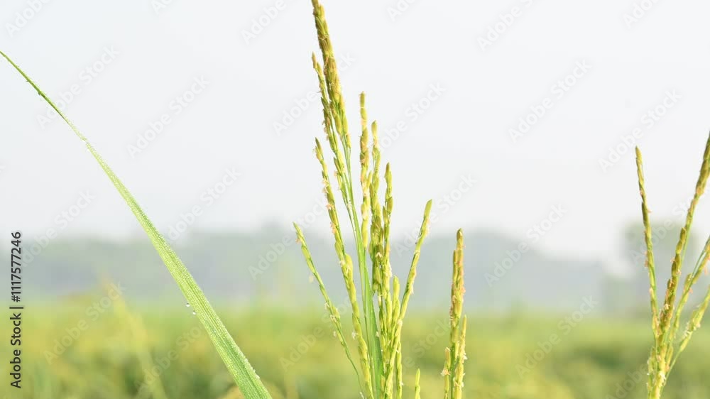 Ears of rice with green blurred background.
Golden ear of paddy rice. Closeup the bunch ripe golden green paddy grain growing with plant. Rice field in India. Rice or paddy farming. Ears of rice with green blurred background.
Golden ear of paddy rice. Closeup the bunch ripe golden green paddy grain growing with plant. Rice field in India. Rice or paddy farming.