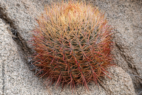 Ferocactus cylindraceus, California barrel cactus, Desert barrel cactus, compass barrel cactus, Cottonwood Mountains . Colorado Desert section of the Sonoran Desert. Joshua Tree National Park photo