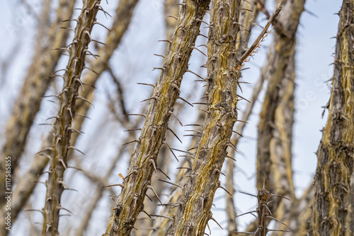 Fouquieria splendens (ocotillo),buggywhip, coachwhip, candlewood, slimwood, desert coral, Cottonwood Mountains . Colorado Desert section of the Sonoran Desert. Joshua Tree National Park, California. photo