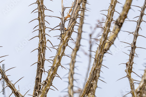 Fouquieria splendens (ocotillo),buggywhip, coachwhip, candlewood, slimwood, desert coral, Cottonwood Mountains . Colorado Desert section of the Sonoran Desert. Joshua Tree National Park, California. photo