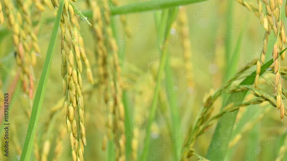 Ears of rice with green blurred background.
Golden ear of paddy rice. Closeup the bunch ripe golden green paddy grain growing with plant. Rice field in India. Rice or paddy farming. Ears of rice with green blurred background.
Golden ear of paddy rice. Closeup the bunch ripe golden green paddy grain growing with plant. Rice field in India. Rice or paddy farming.