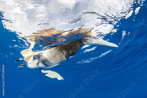 Northern gannet on the surface, French Polynesia