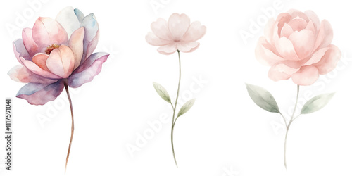Three flowers are shown in a watercolor style