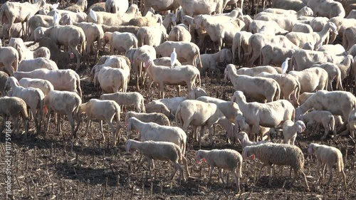 Flock of sheep walking