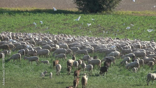 Flock of sheep grazing followed by a flock of herons