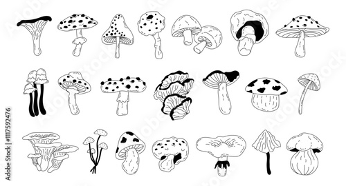 Set of different forest mushrooms drawn in doodle style. Seasonal autumn mushrooms chanterelle, pognanka, fly agaric in line art style. Vector illustration. Toadstool, fly agaric, chanterelle, boletus