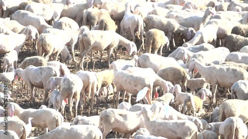 Flock of sheep walking in slow motion