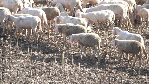 Flock of sheep walking in slow motion