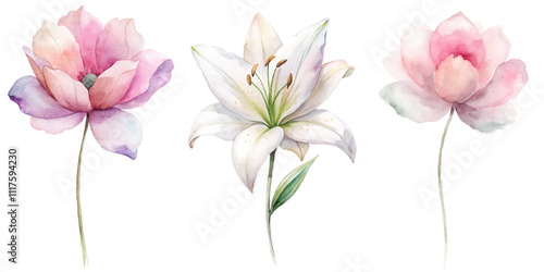 Three flowers are shown in a row, with the middle one being a lily