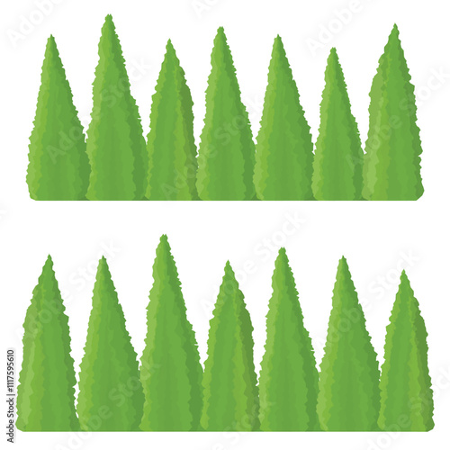 Thuja trees in a row. Isolated on white background. Thuja tree fence