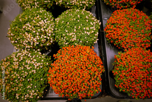 Nertera granadensis, coral bead plant and pin-cushion plant coral moss, English baby tears as a concept of eco plants for home. Eco friendly life with indoor plants. Orange, white berries green moss photo