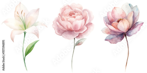 Three flowers are shown in a row, with the middle one being the tallest