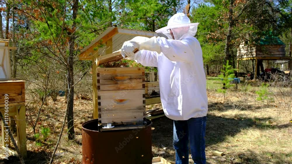 Beekeeper checking or setting his new beehive placed on rusted metal barrel after transferring family of bees and queen into that hive Beekeeper checking or setting his new beehive placed on rusted metal barrel after transferring family of bees and queen into that hive