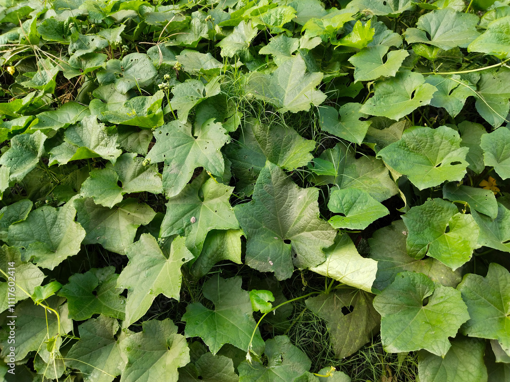 Fototapeta premium Green pumpkin growing in the field. pumpkins growing in the garden. Watercolor pumpkin leaves and flowers. pumpkin leaves full screen
