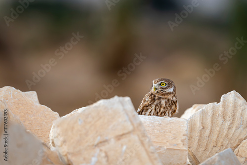 Obraz na płótnie Little owl, Athene noctua, Tunisia w salonie