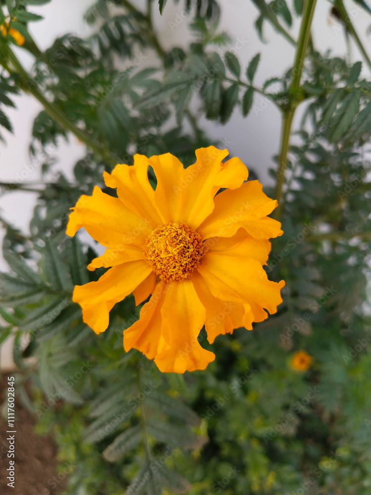 marigold flower in a outdoor garden on white background marigold flower in a outdoor garden on white background