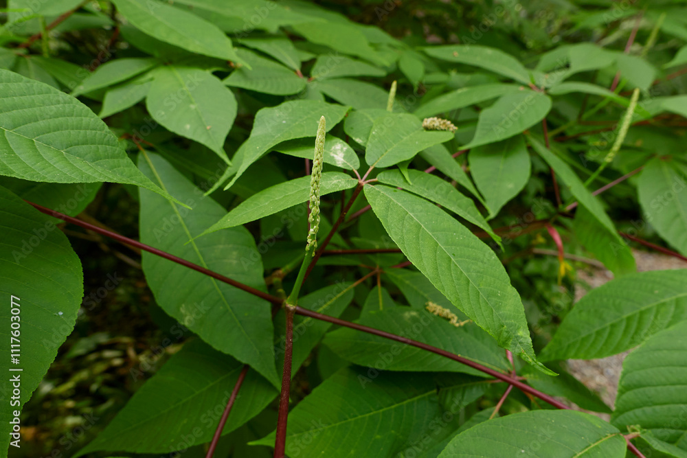 Fototapeta premium Aesculus parviflora shrub in bloom
