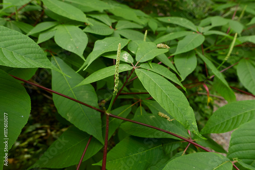 Wallpaper Mural Aesculus parviflora shrub in bloom Torontodigital.ca