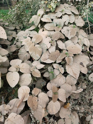 Dusty bhat leaves in nature near road. soil layers on leaves of clerodendrum plant beside damaged road. dirty Clerodendrum infortunatum leaves is also known as bhat or hill glory bower. dusty leaf photo