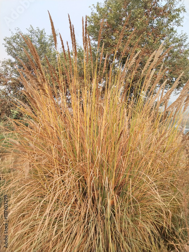 drying Kush, Kusha grass, Halfa grass, big cordgrass, and salt reed-grass texture, Feather Grass or Needle Grass, Nassella tenuissima