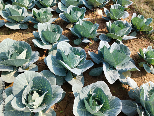 Cauliflower growing in vegetable garden. Background witn Big cabbage field. Ripe harvest on a Farm or Greenhouse.