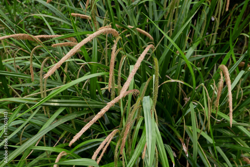 Carex pendula in bloom